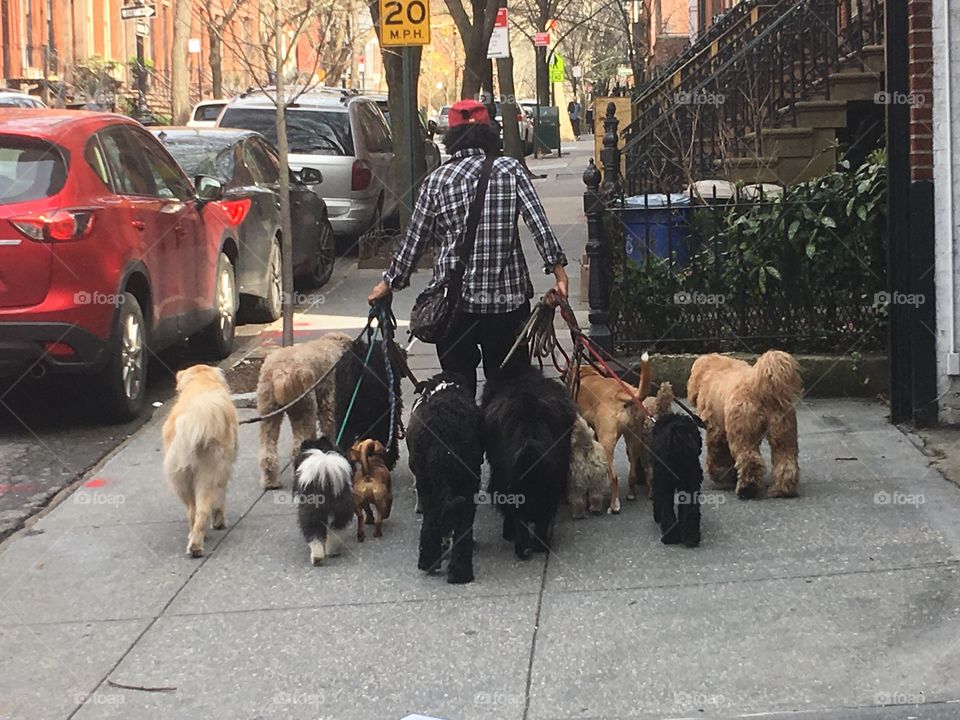 Street
Dog
Dogs
Walking
Dog walking
Urban 
Living 
City
Brooklyn