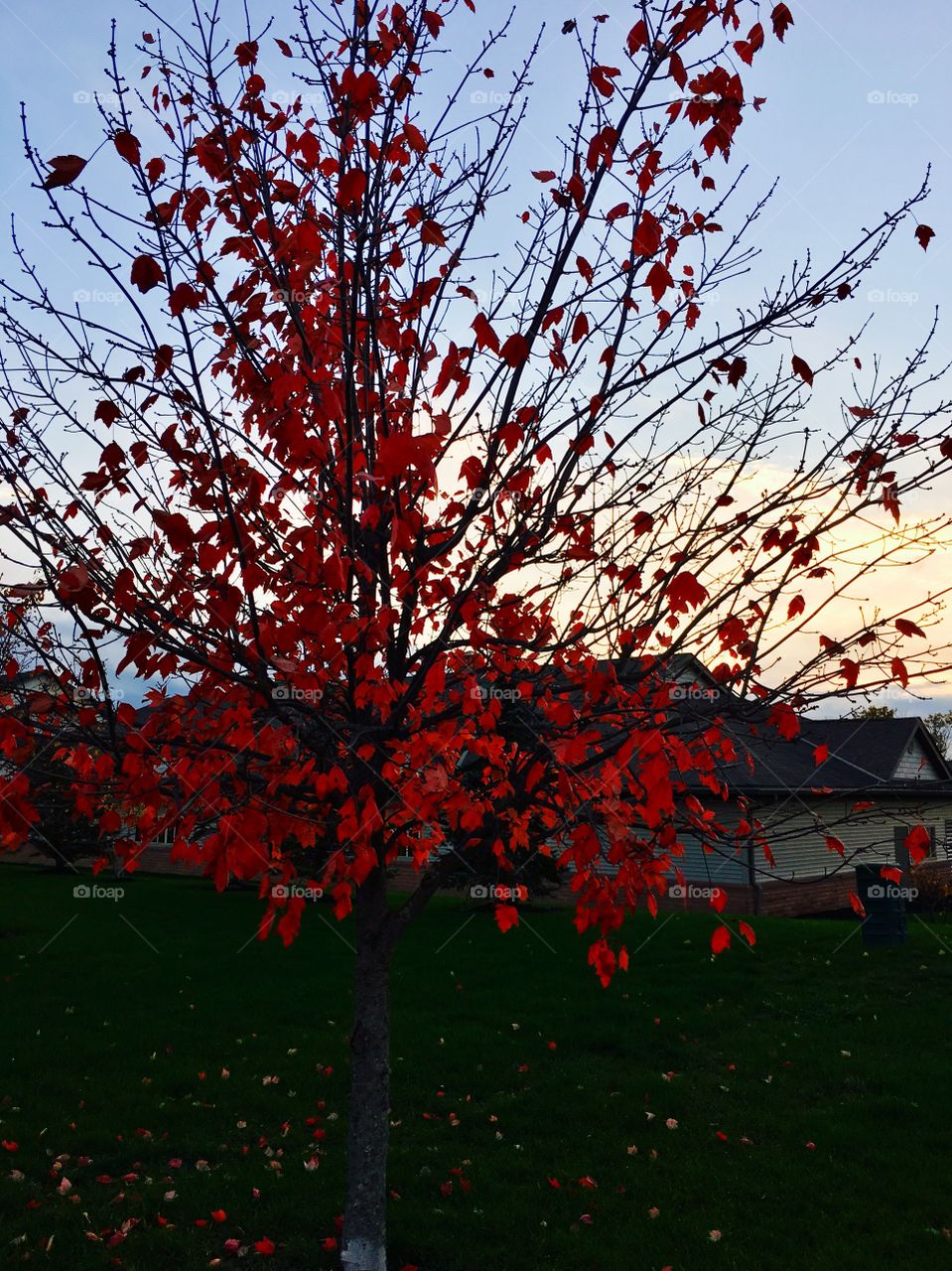 Red Fall Tree in Ohio