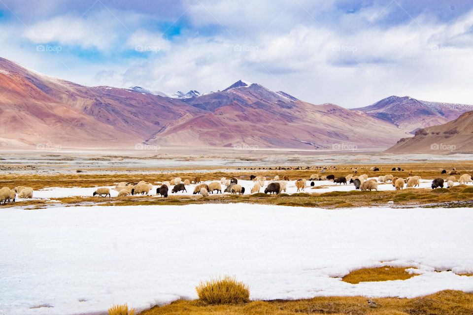 sheep on the frozen lake