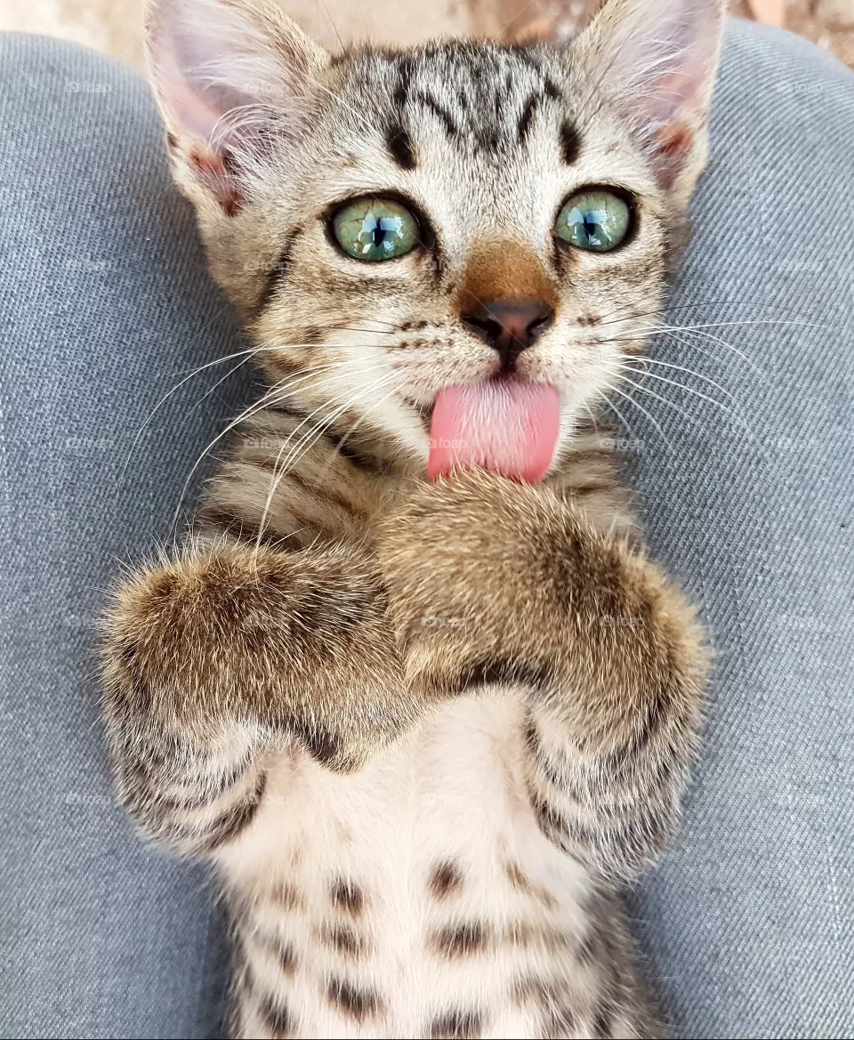Cat Romy