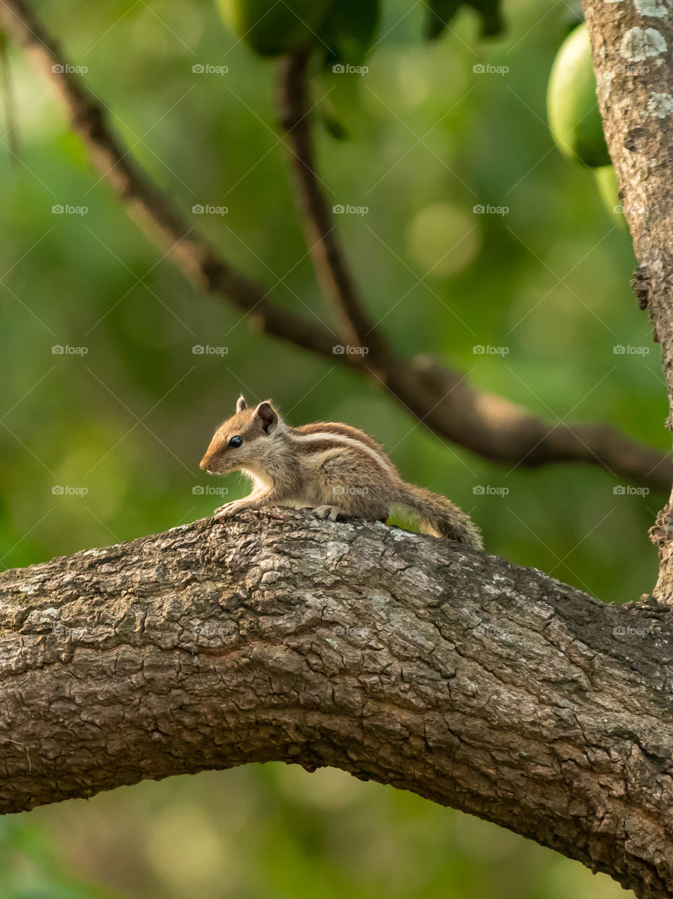 Cute Baby Squirrel