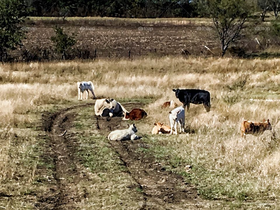 Lounging livestock 