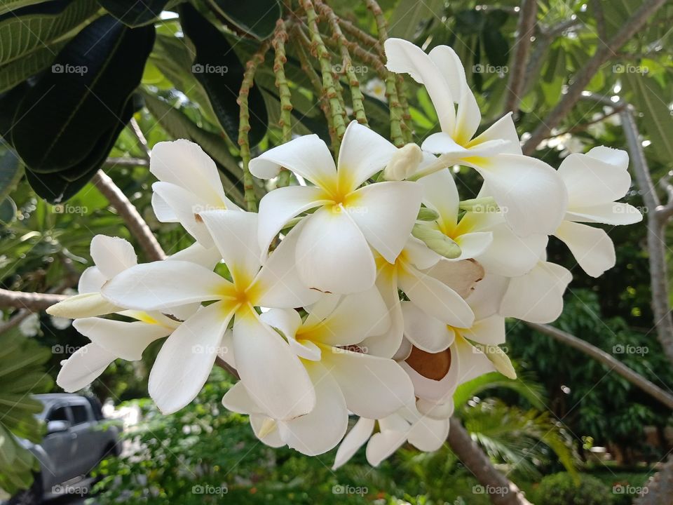 Beautiful Plumeria Flowers
