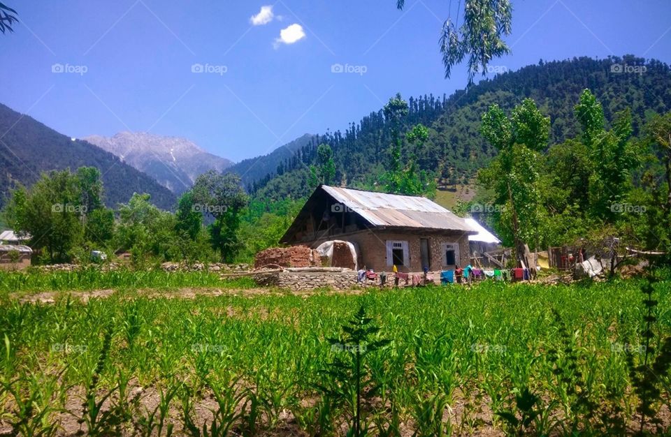 Kashmir in summer