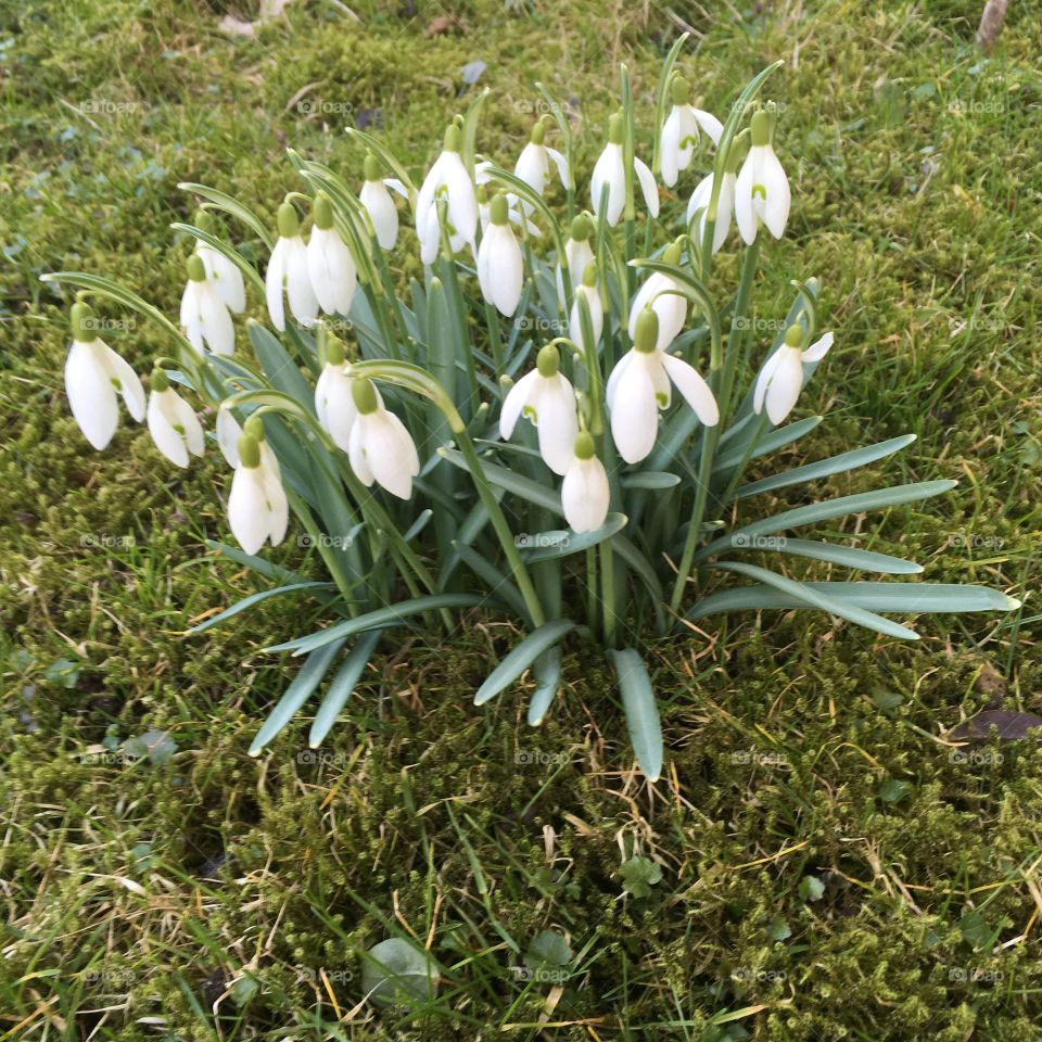 Galanthus nivali