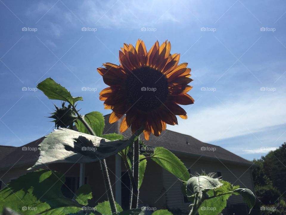 Orange Sunflower 