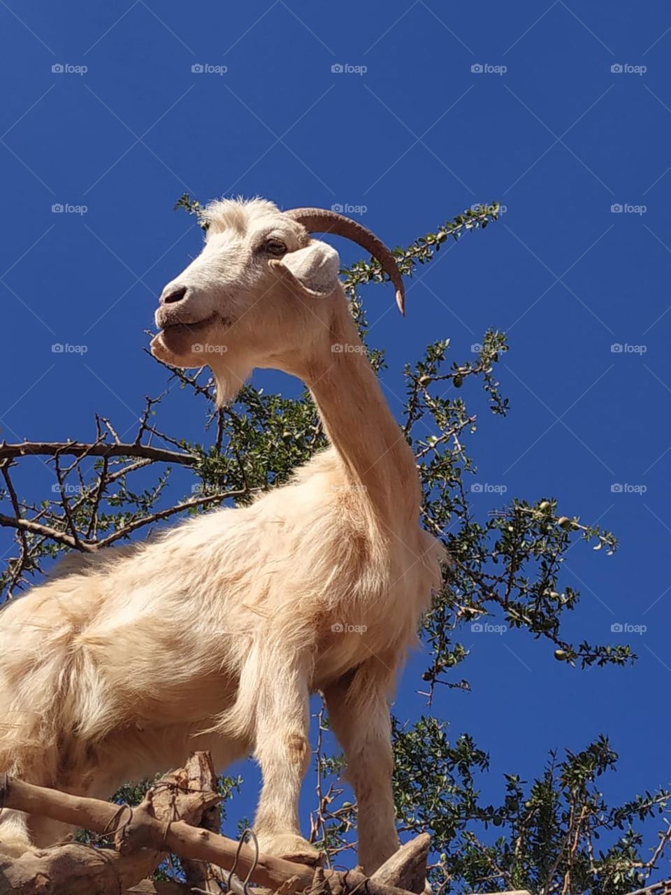 Beautiful goat looking at my camera.