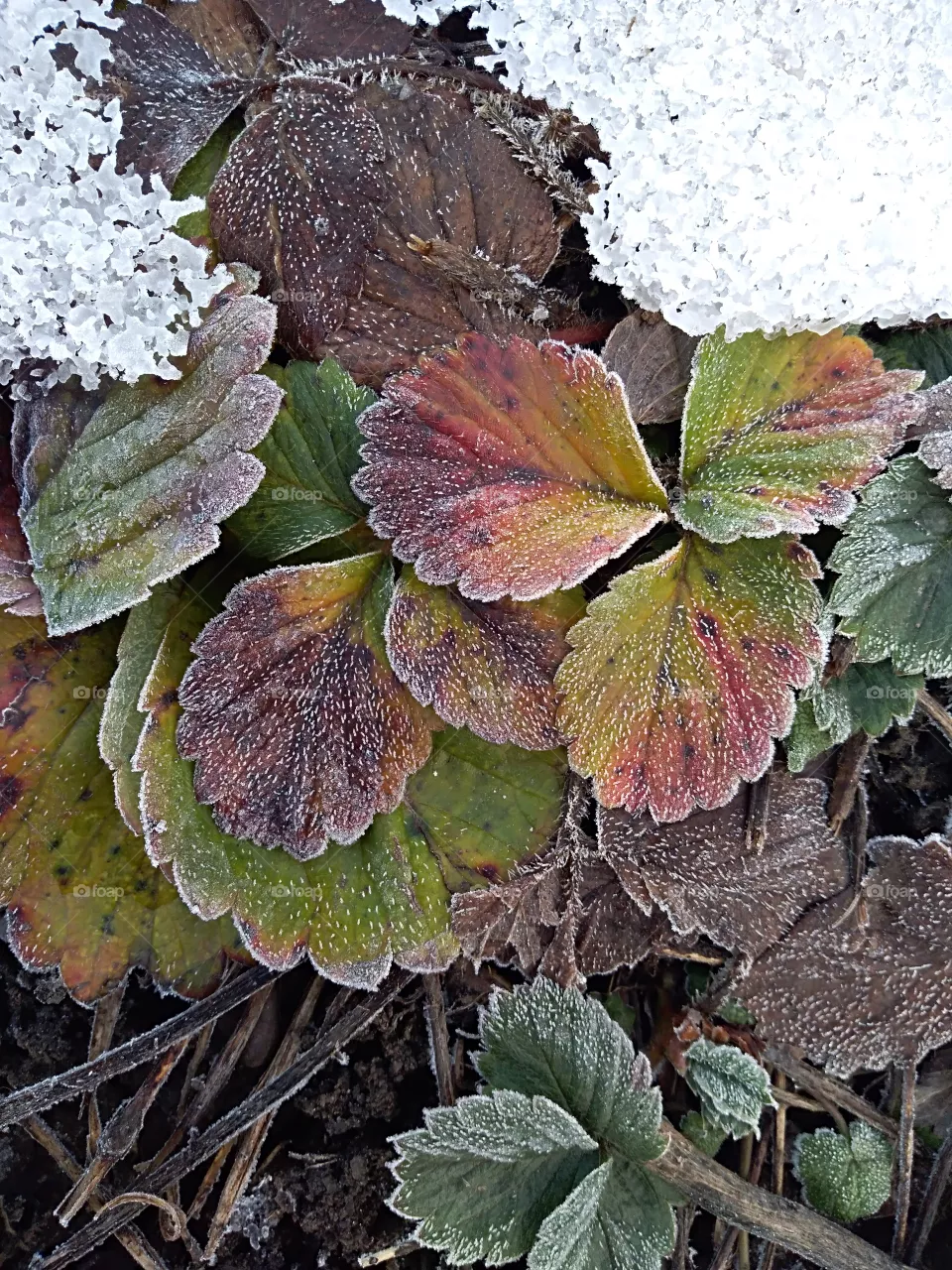 dead leafs
