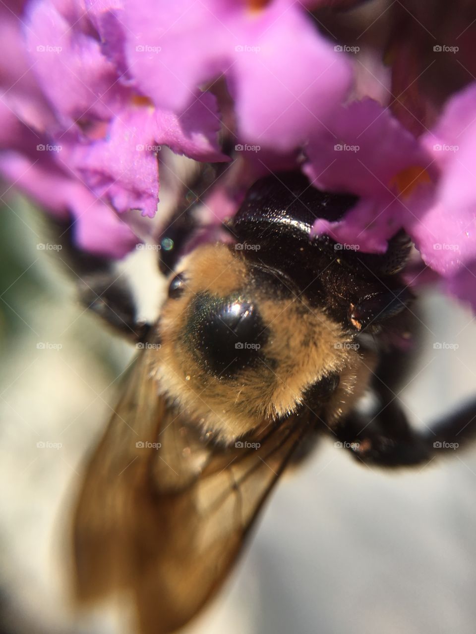 Bumblebee closeup