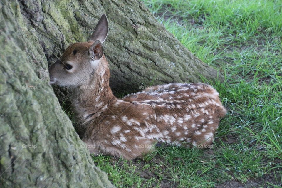 Baby Deer

