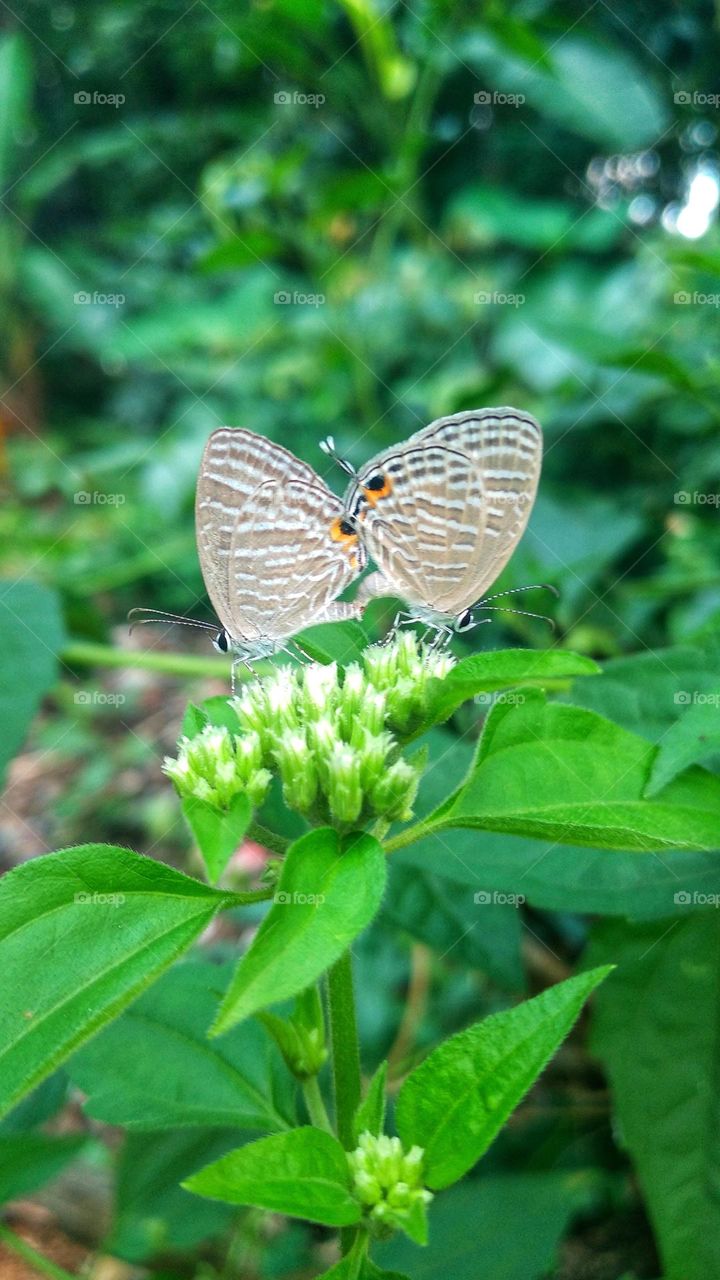 A pair of little butterflies making love on a blooming flower