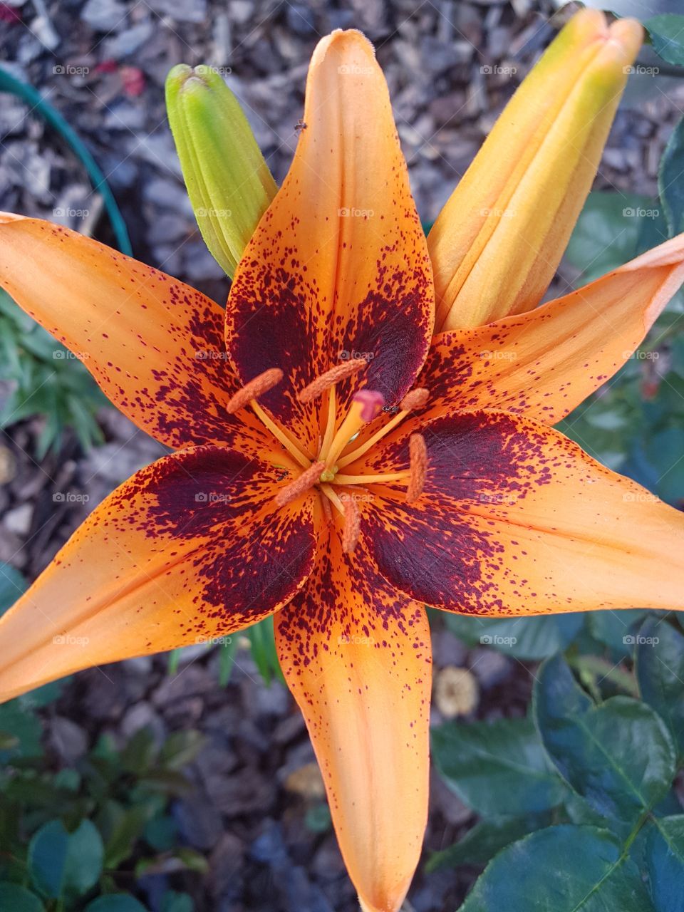 tiger lilies macro shot