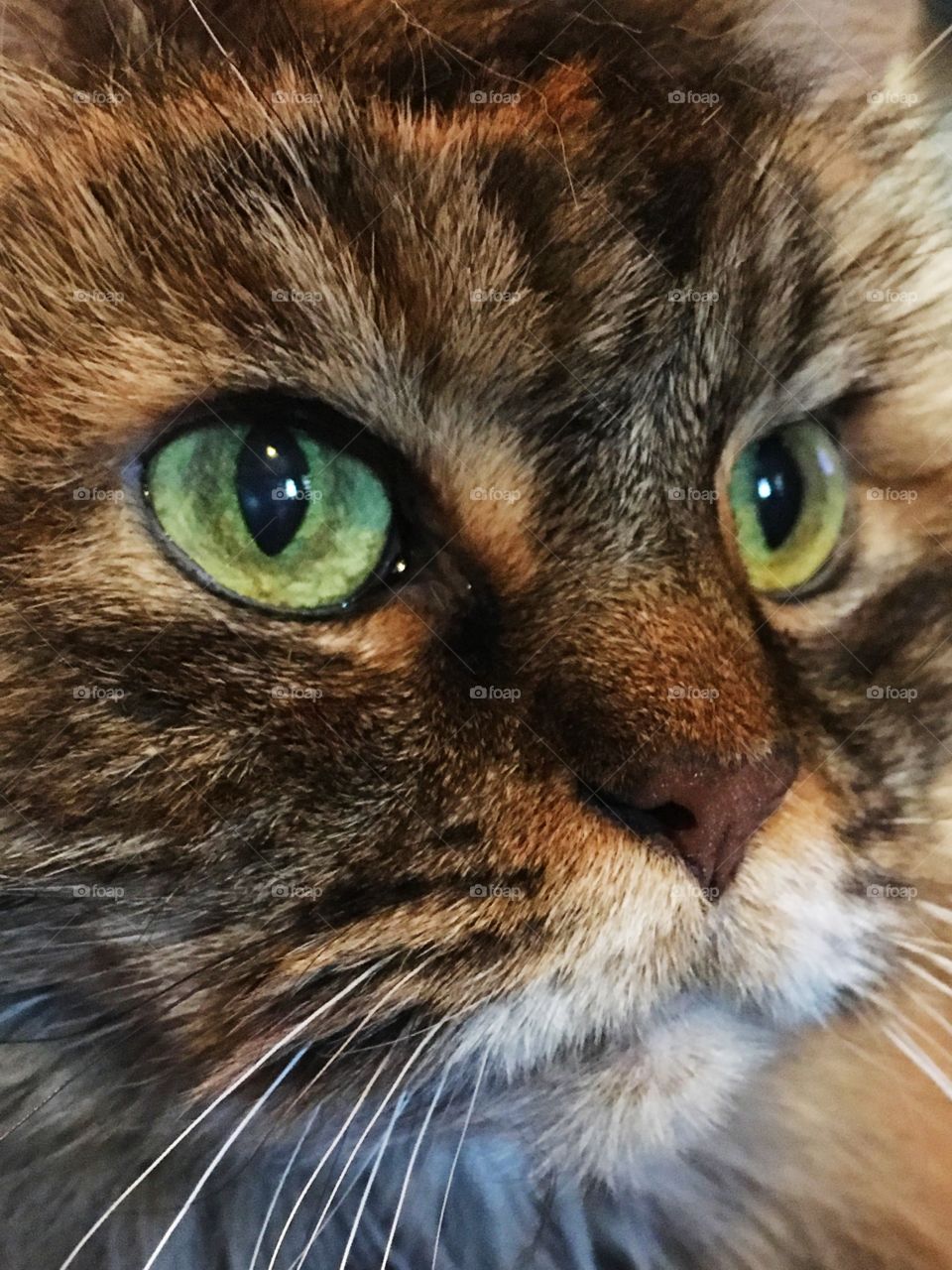 Close up of Maine Coon kitty named Shaggy. 