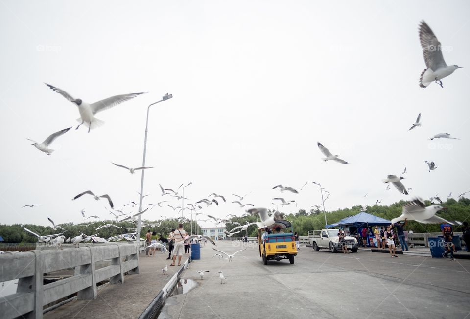 Bangkok/Thailand:March 16 2019:Seagull migration season