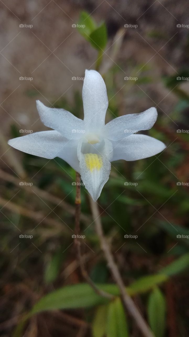 White Orchid  flower