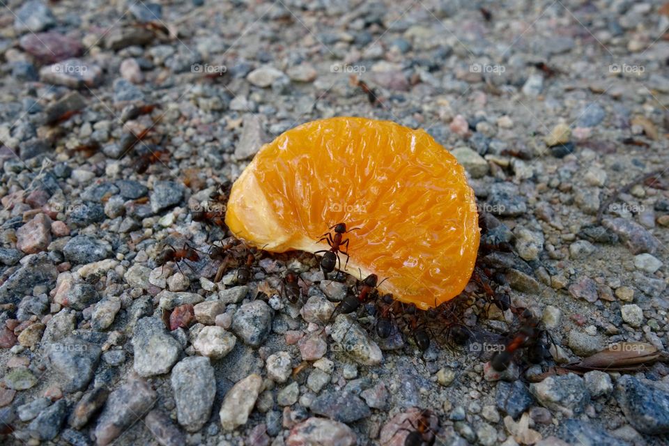 Close-up of orange with ants on it