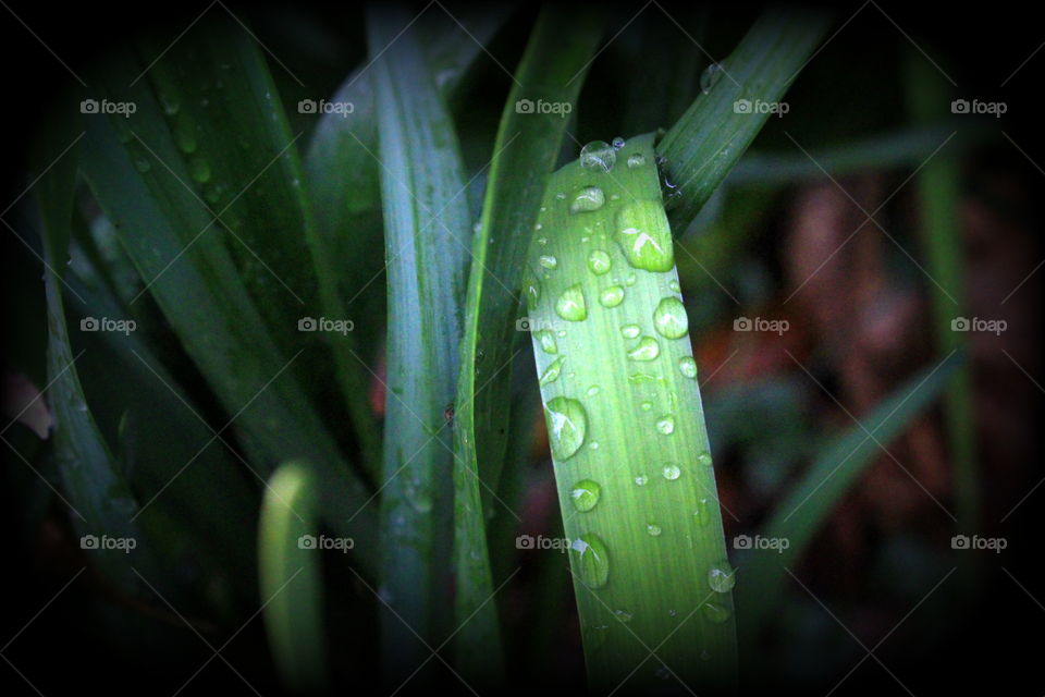 This is a picture of a blade of grass with little drops of water left from the rain.