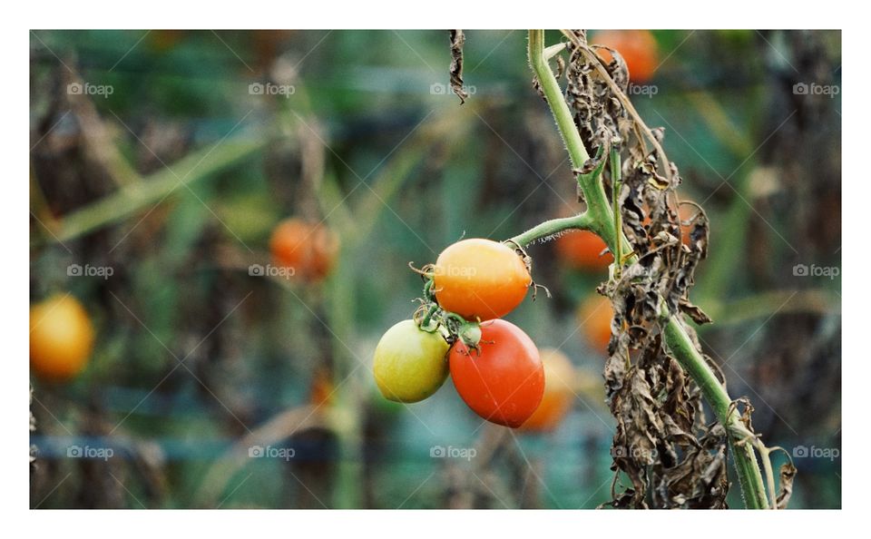 tomatoes