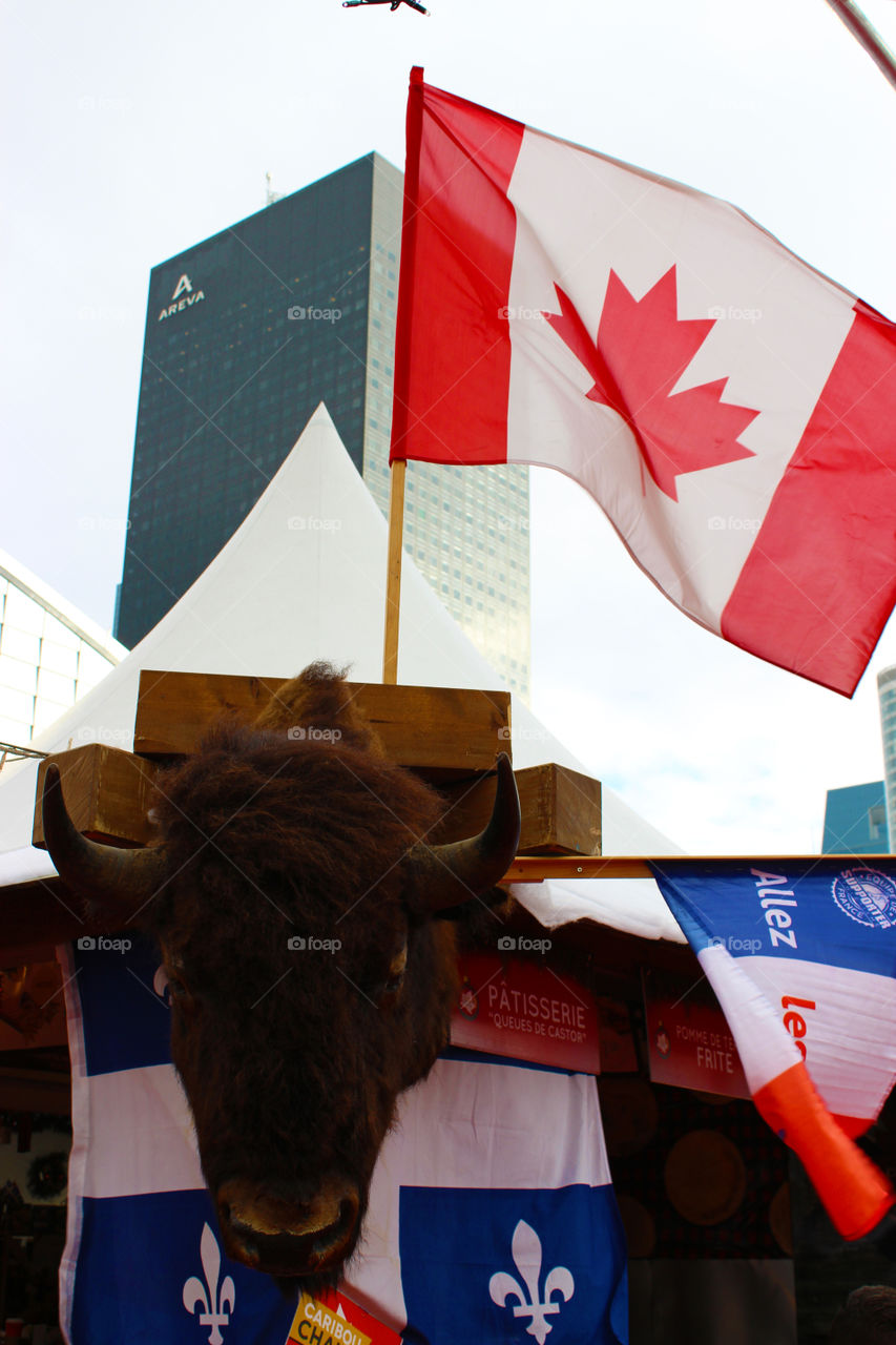 Buffalo and flag are symbols of canada