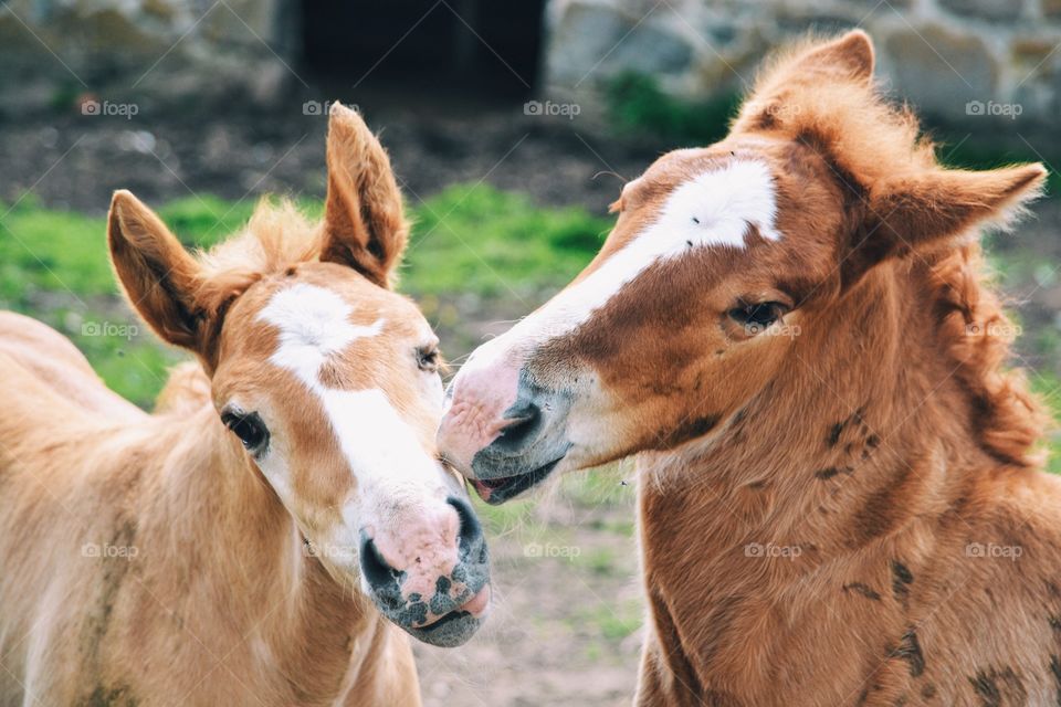 Close-up of two horses