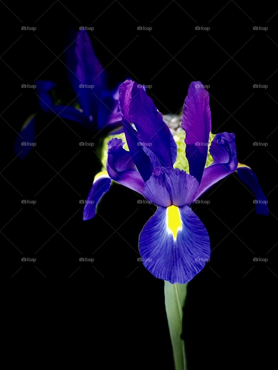 Beautiful Iris Fairytale Elegant Electric Colourful Flowers Close Up Spring Time Photography Darkness Vibrant 