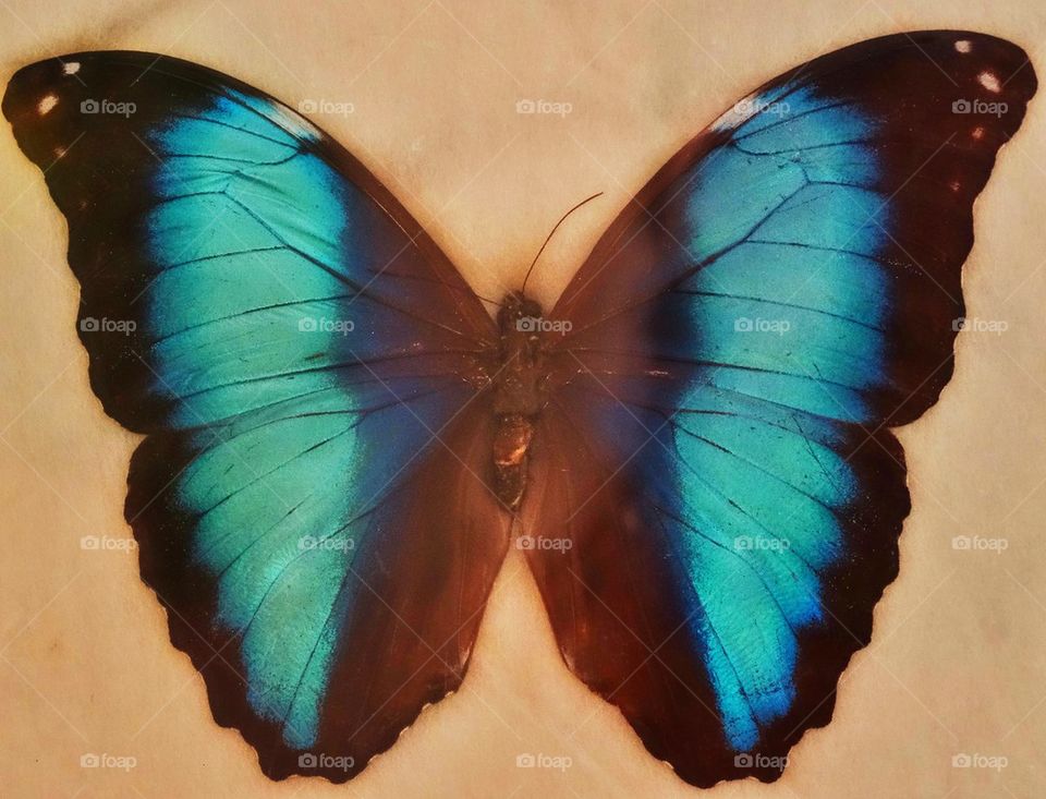 Blue Morpho Butterfly