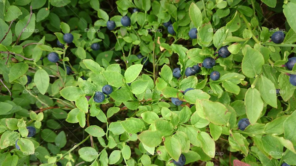 Overhead view of blueberries