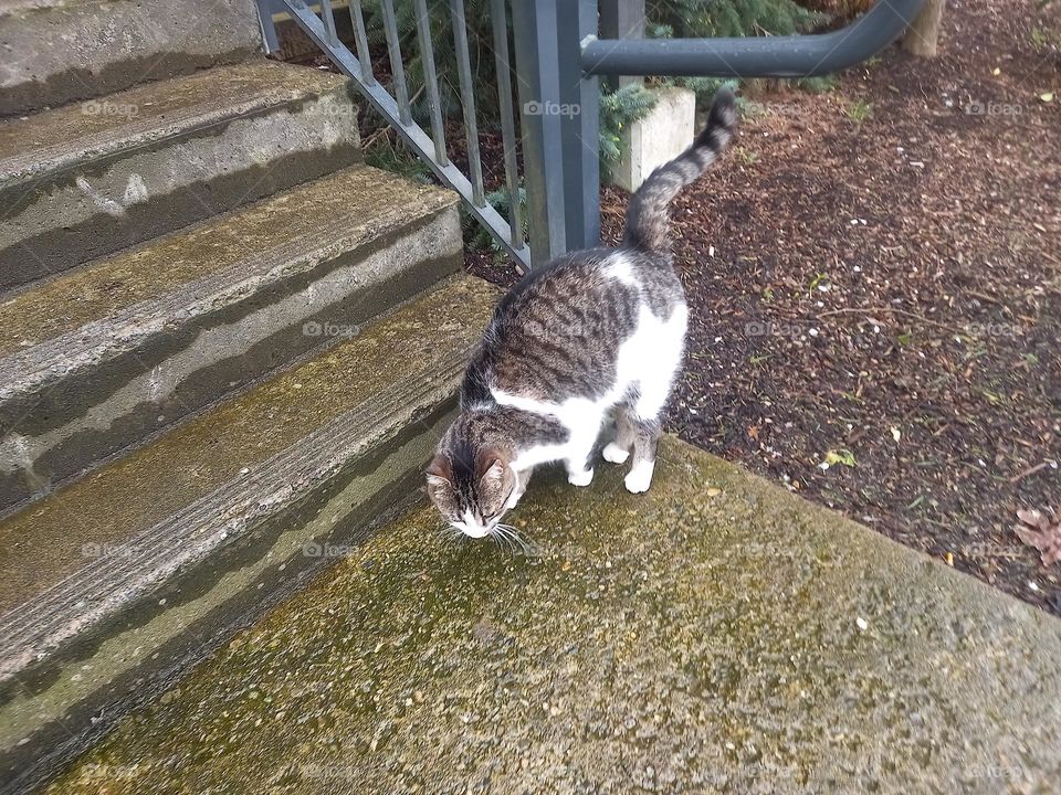 a cat by the cement stairs