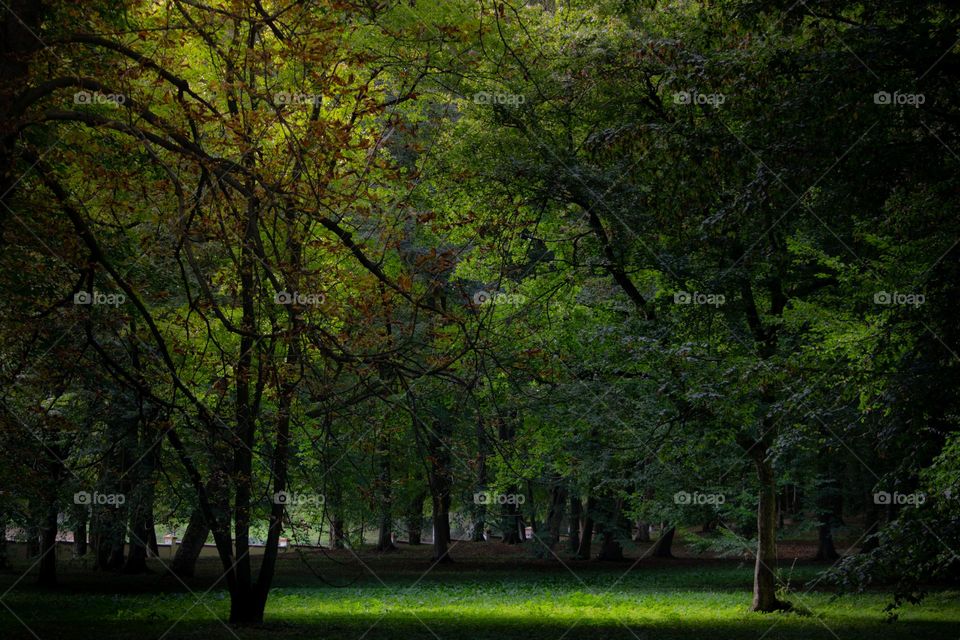 A park in the summer 