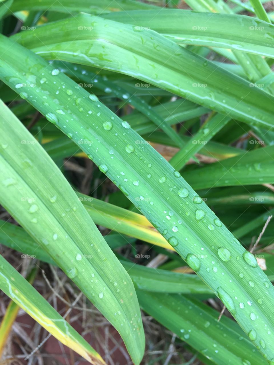 Raindrops on a plant