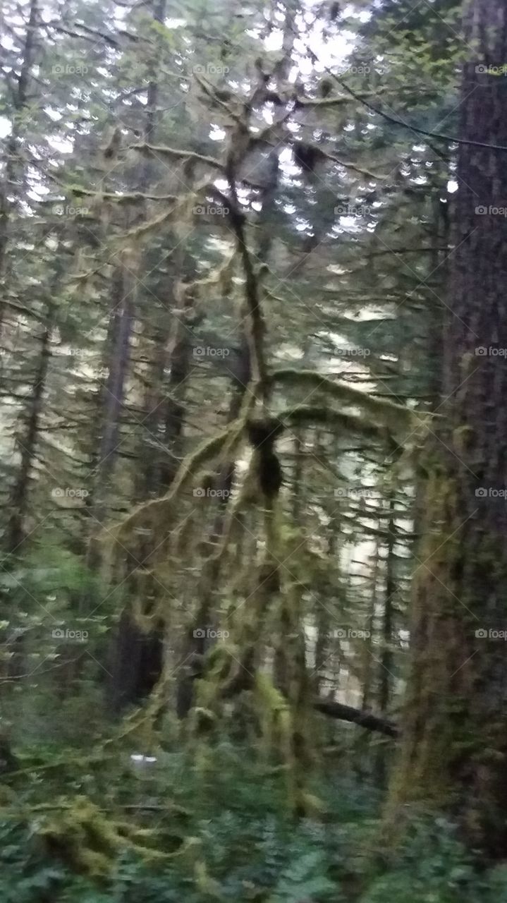 mossy trees