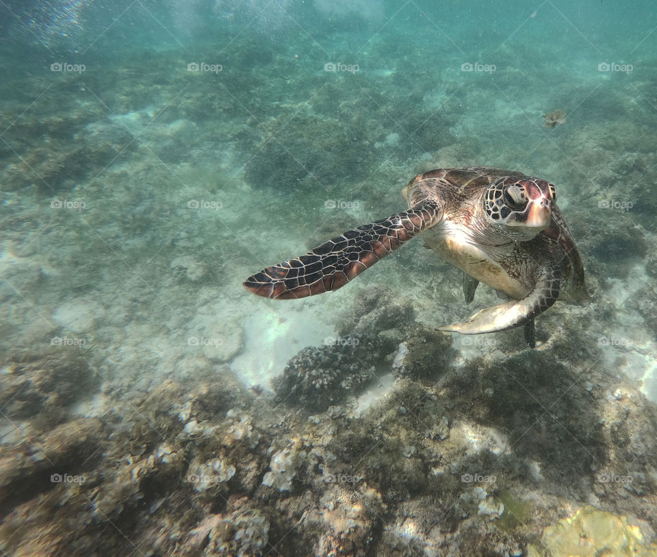 Turtle swimming in the sea in the Philippines