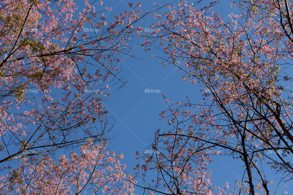 Sakura flower in Thailand 