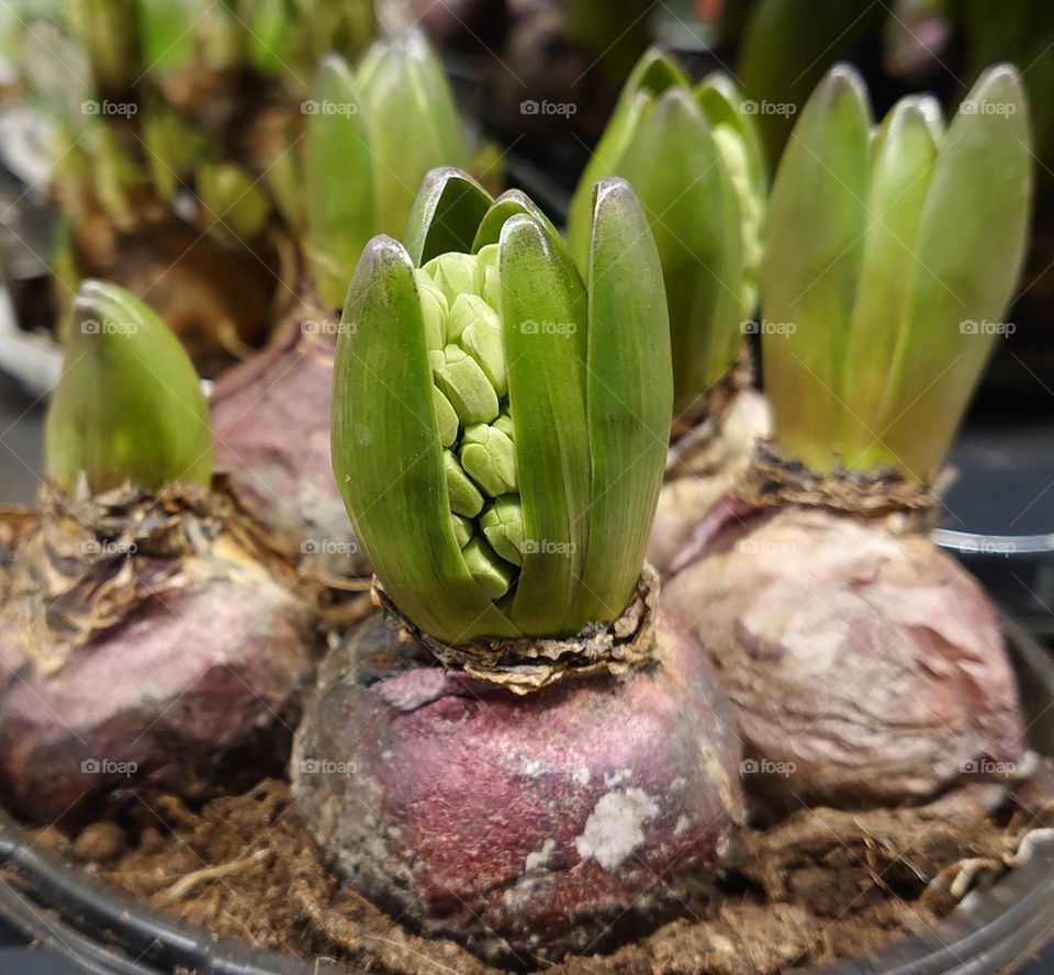 Plant bulbs🌱 Hyacinth🌱Plants in a pot🌱