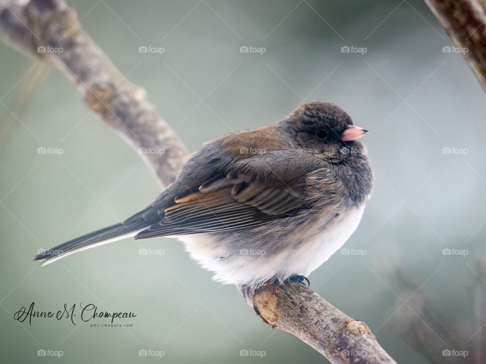 Dark eyed junco sitting on a twig and fluffed up for Wisconsin Winter