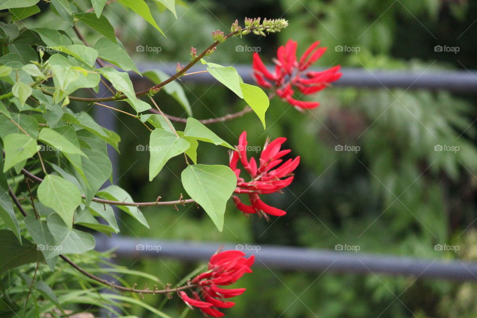 Three Red Flowers