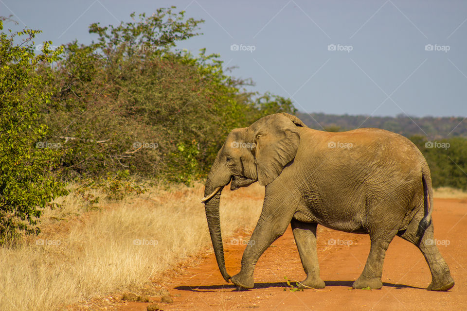 elephant crossing the cravel road
