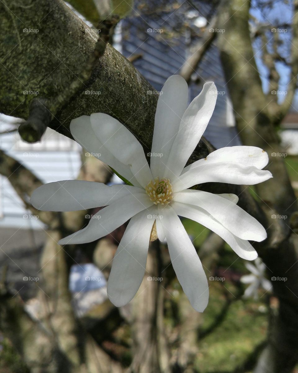 white magnolia