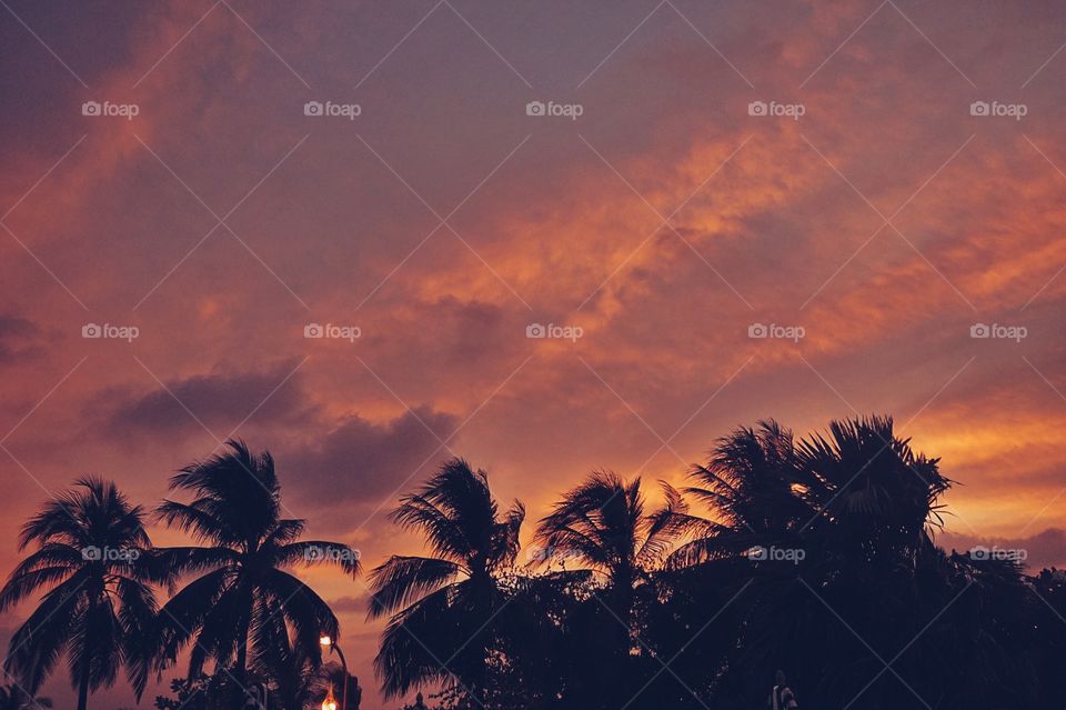 Silhouette of palm tree against dramatic sky