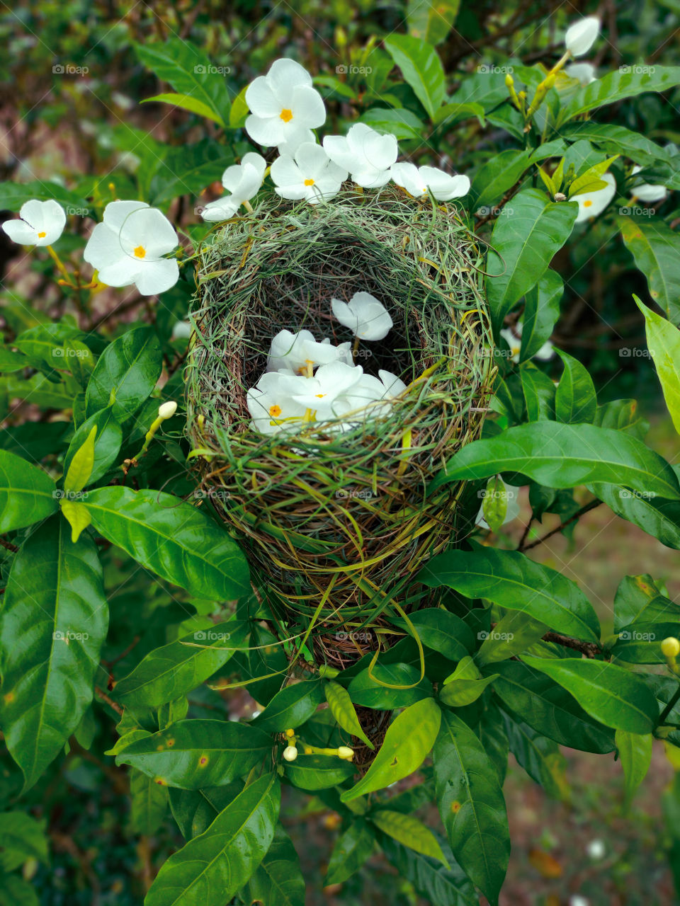 Weaving bird's nest on a flower plant☘️