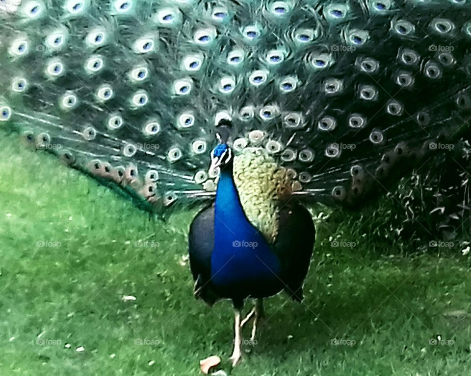 Peacock 2