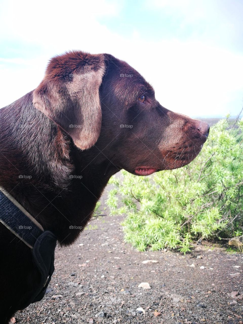 Brauner Labrador Retriever seitlich