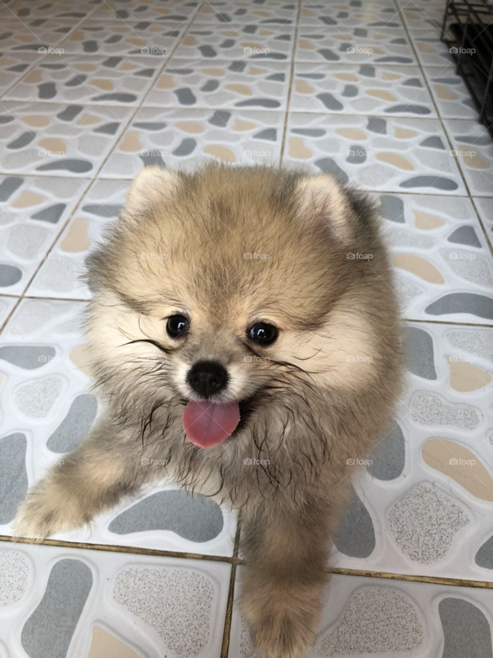the beautiful face , black round eyes and red tongue of the puppy " pomeranian"