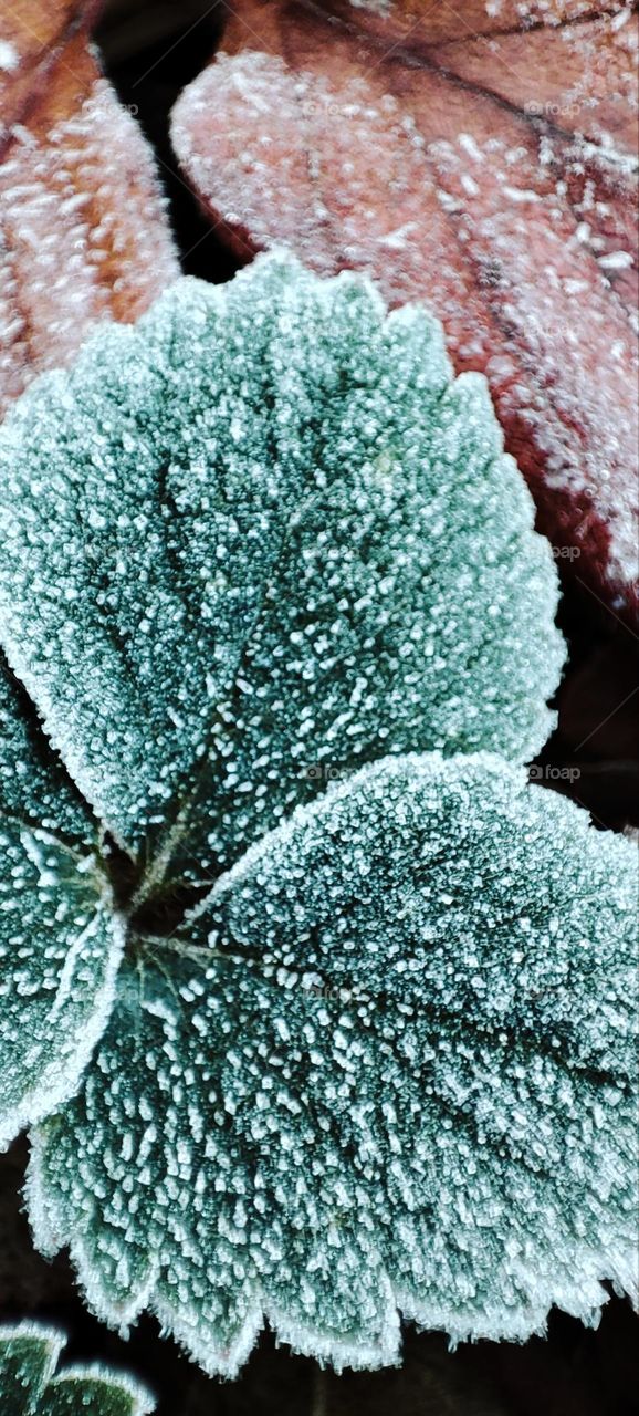 frozen leaves