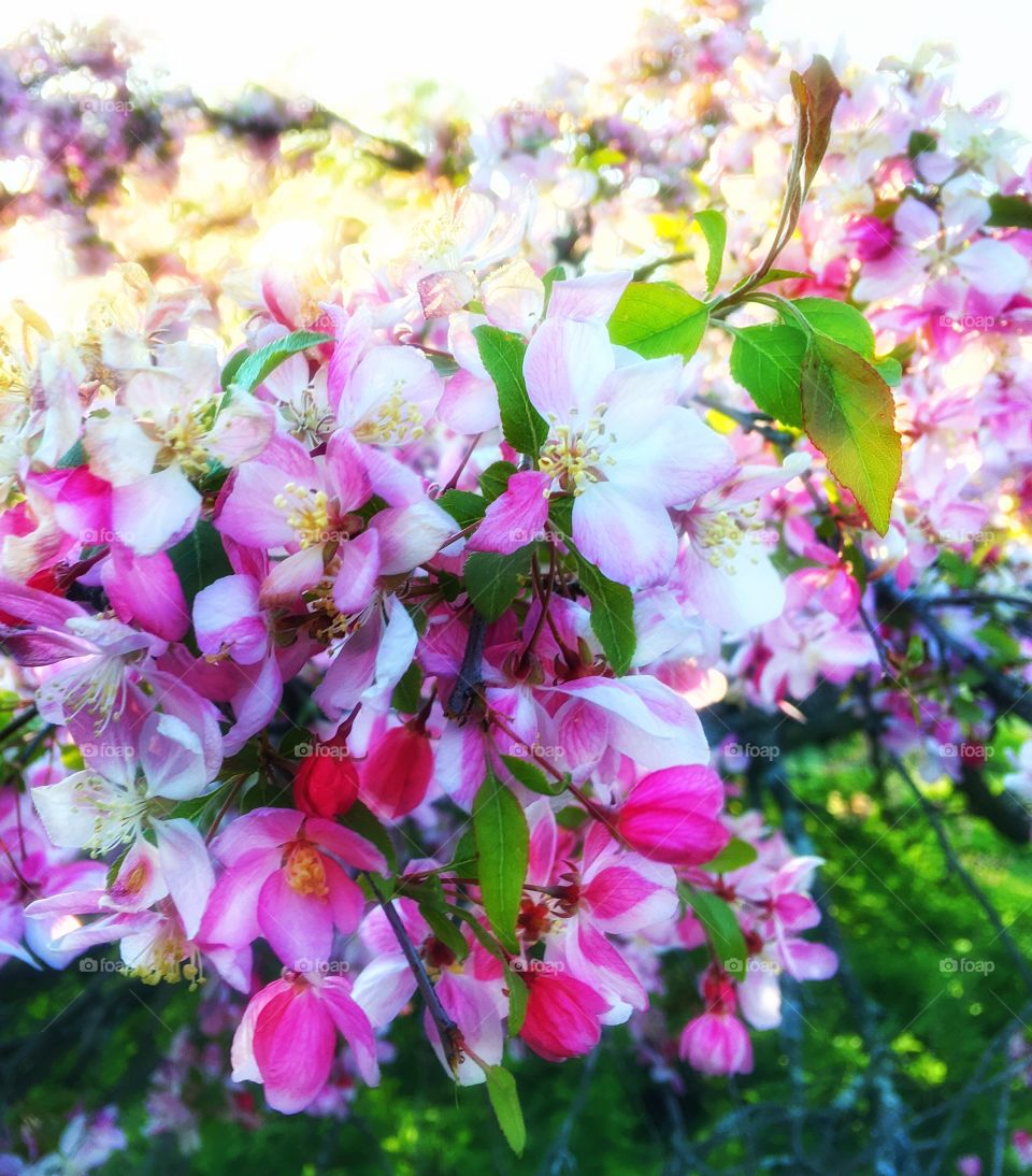 Spring blossom 
