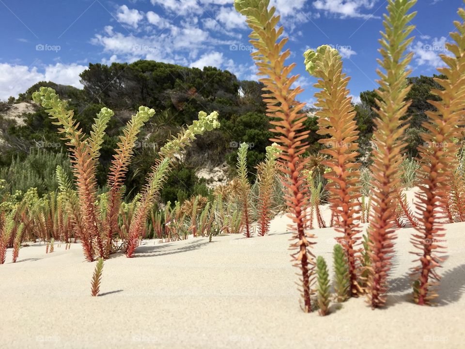 View of plants on sandune