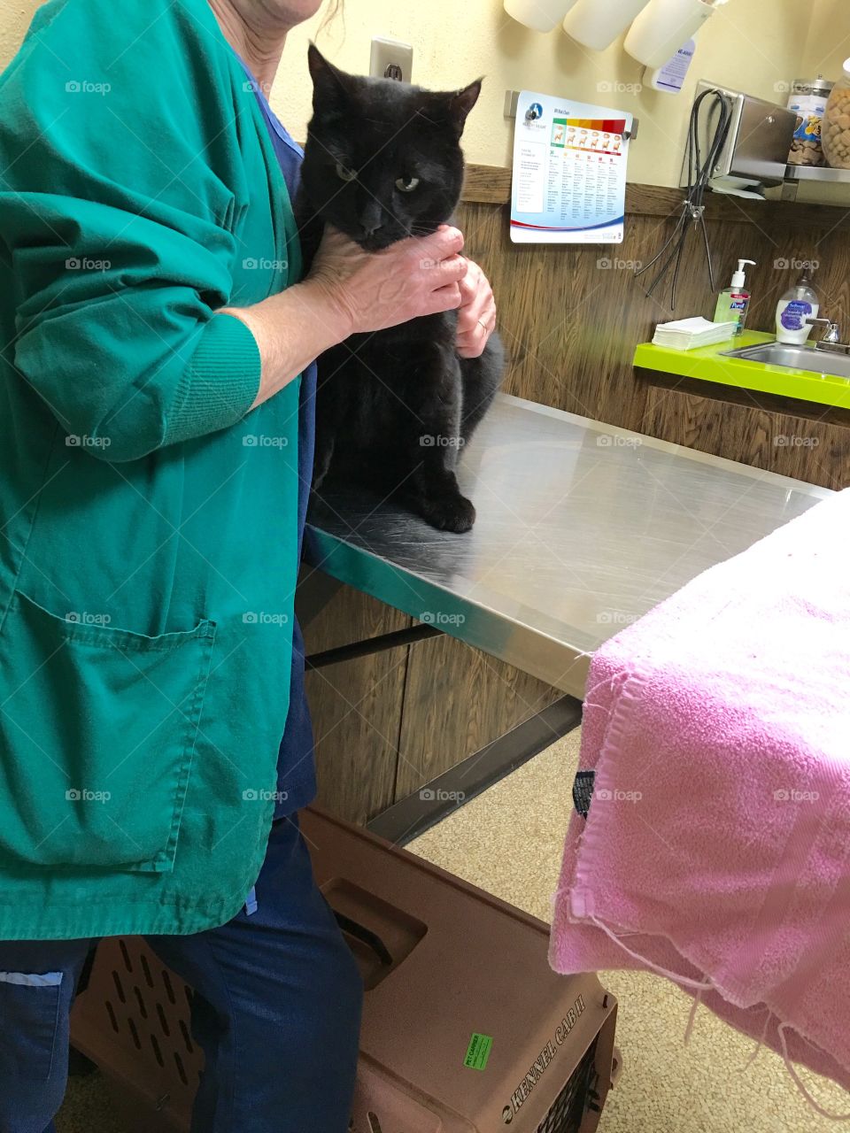 Black kitty with Vet for yearly checkup💉🐾