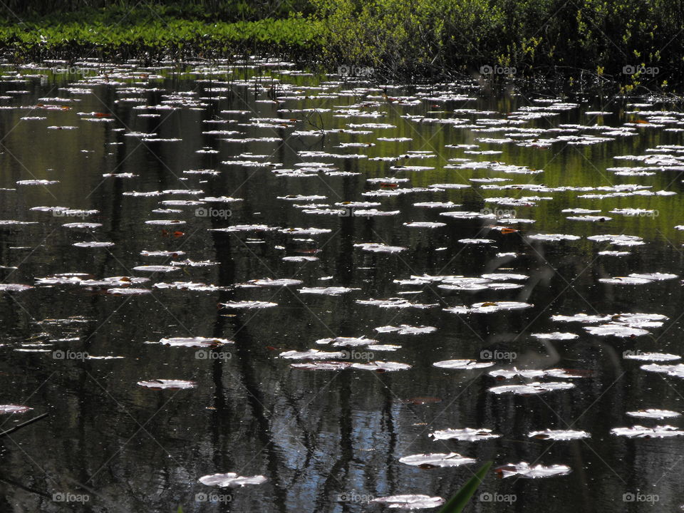 A pond with waterlily leaves and the reflection of trees