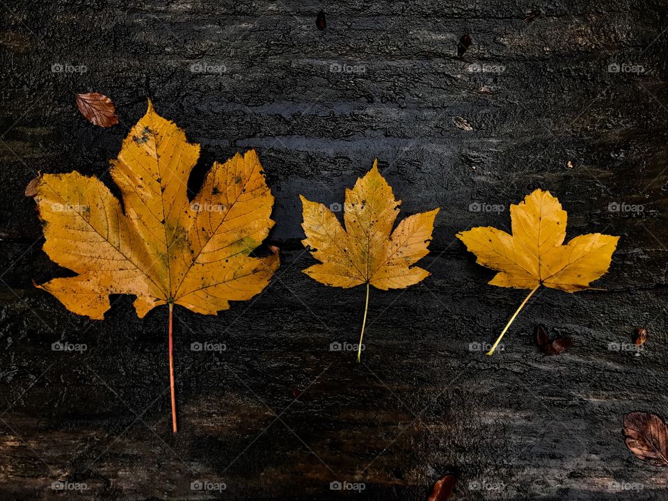 Maple leaves on wood