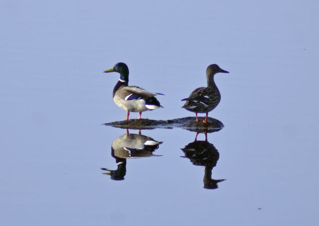 Reflecting mallards